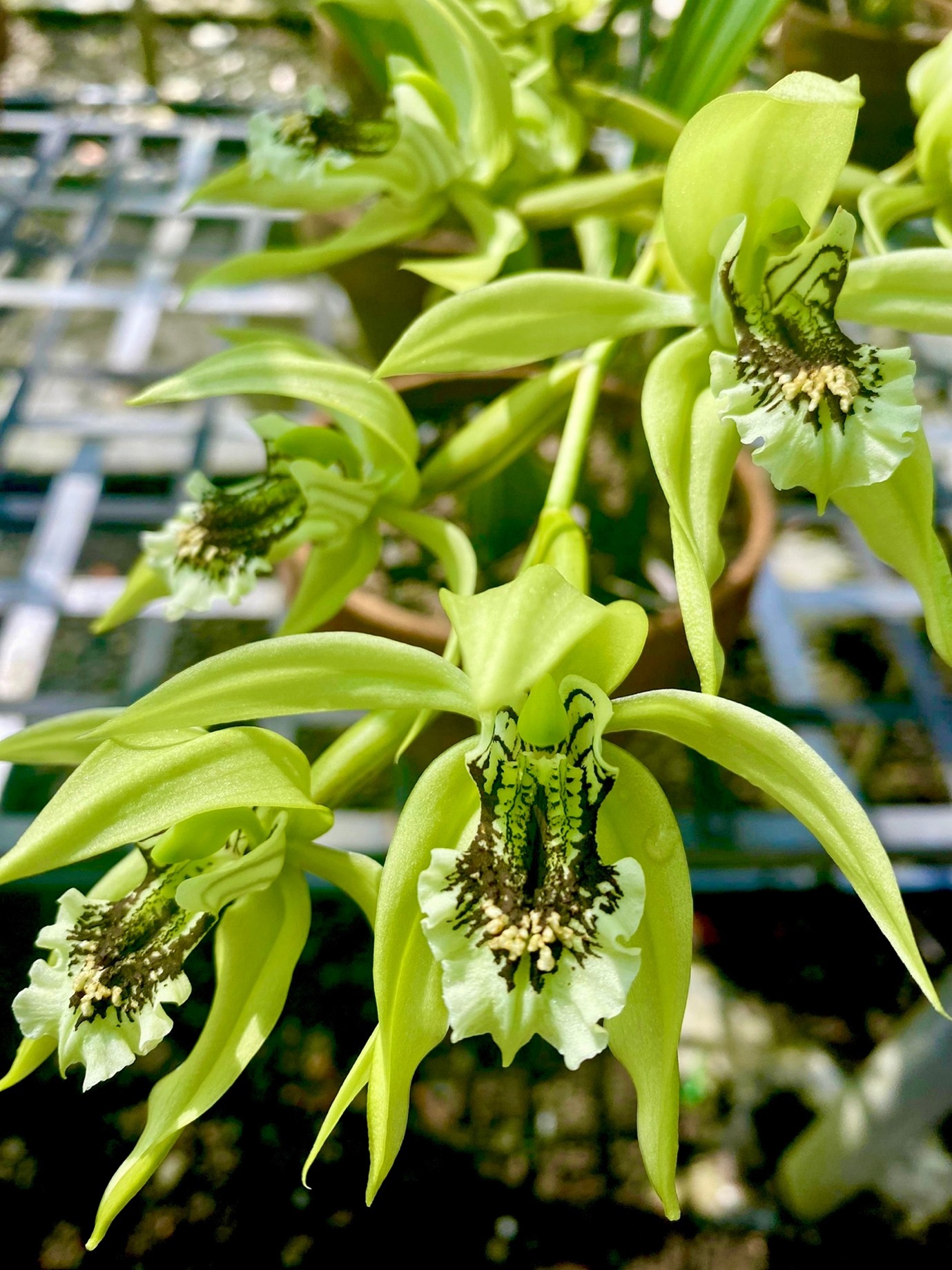 Program Keanekaragaman Hayati