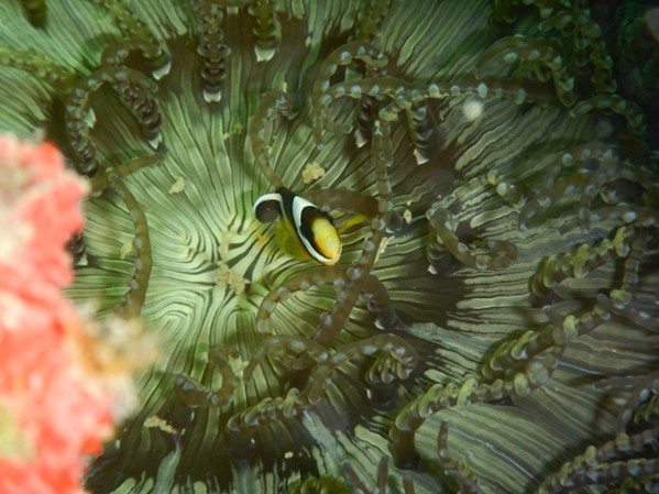 Keanekaragaman Hayati