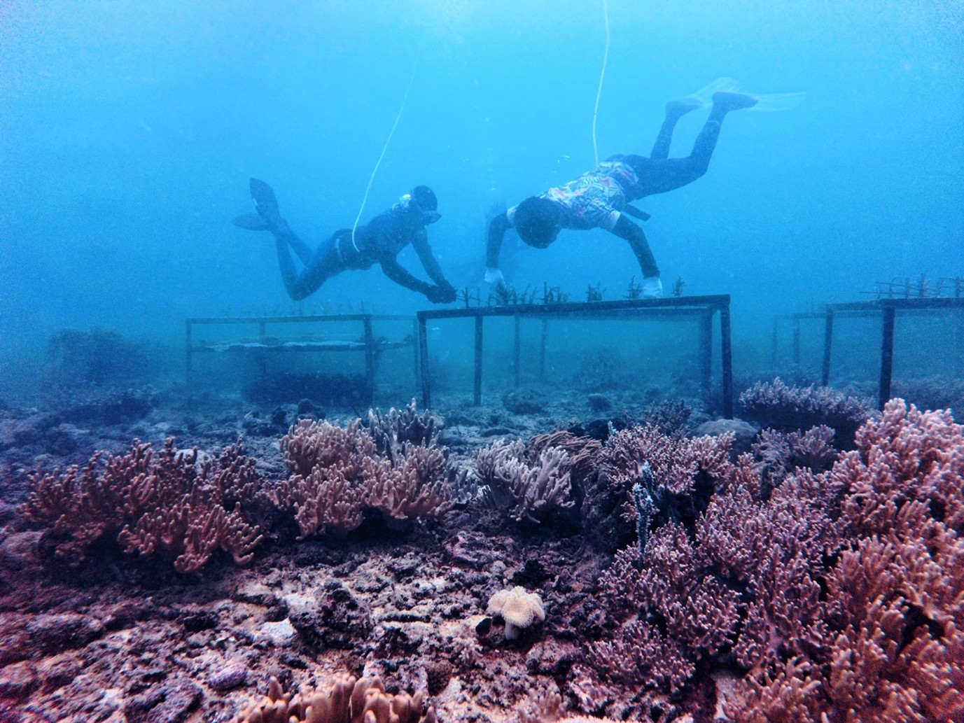 Keanekaragaman Hayati